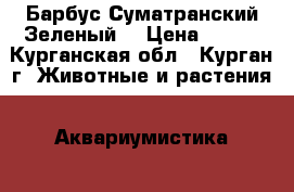 Барбус Суматранский Зеленый  › Цена ­ 100 - Курганская обл., Курган г. Животные и растения » Аквариумистика   